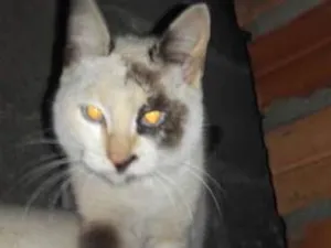 Gato raça Indefinida idade 7 a 11 meses nome Lindinha
