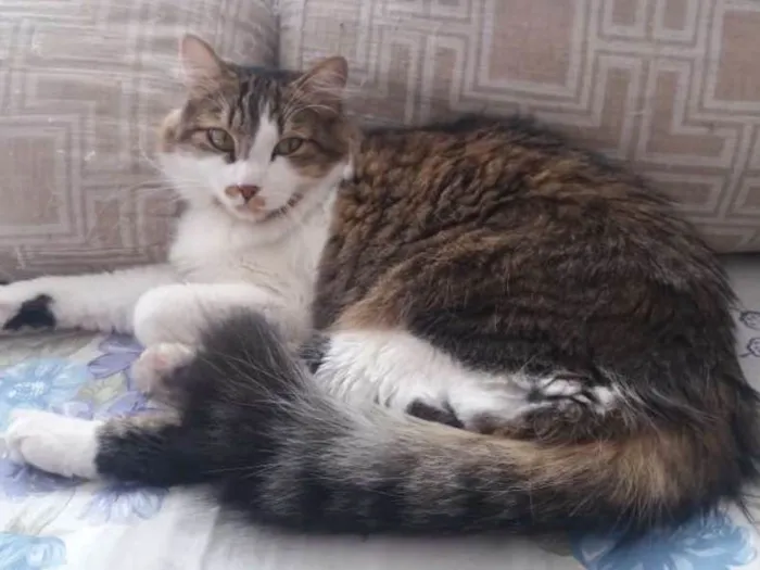 Gato ra a SRD idade 1 ano nome Sem Nome