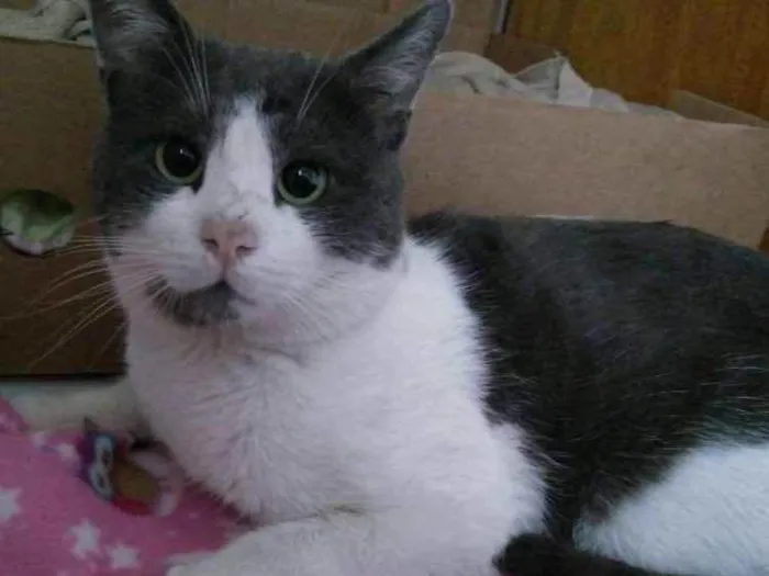 Gato ra a SRD idade 2 anos nome Theo