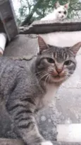 Kimi