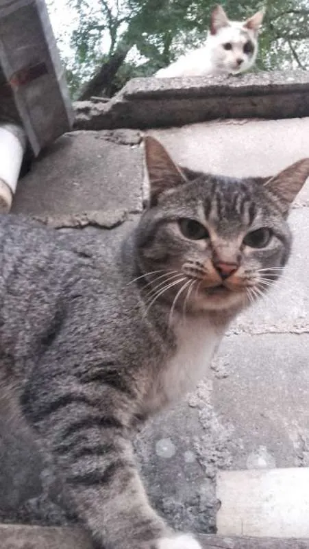 Gato ra a Indefinida idade 2 anos nome Kimi