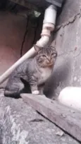 Kimi