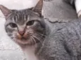 Kimi