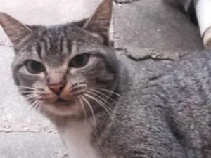 Gato raça Indefinida idade 2 anos nome Kimi