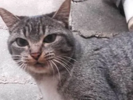 Gato ra a Indefinida idade 2 anos nome Kimi