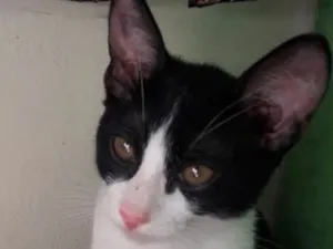 Gato raça vira lata idade 2 a 6 meses nome Mike