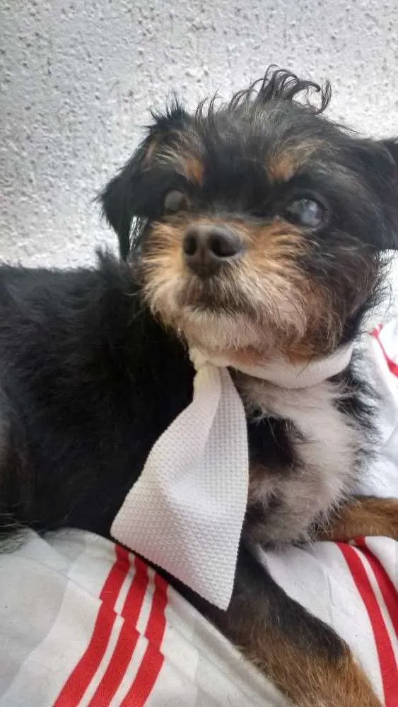 Cachorro ra a Mestiço de pequinês idade 3 anos nome Pitoco