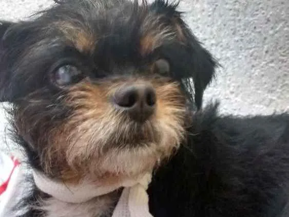 Cachorro ra a Mestiço de pequinês idade 3 anos nome Pitoco