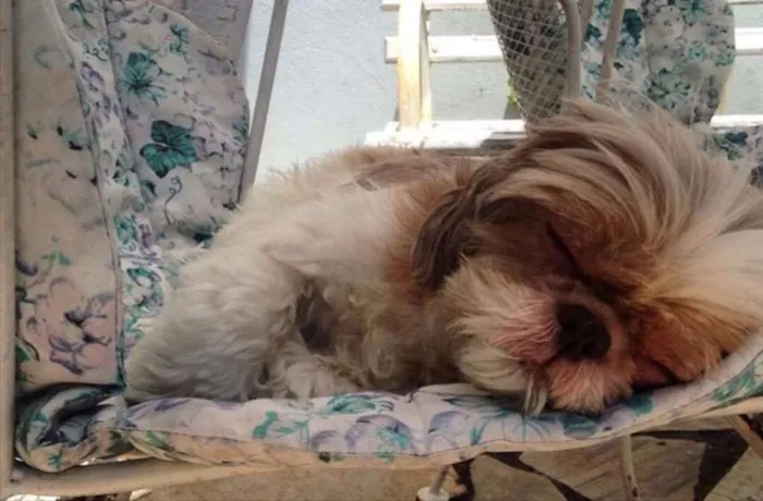 Cachorro ra a Shitzu  idade 6 ou mais anos nome Paçoca