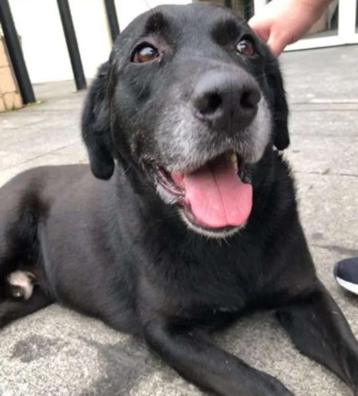 Cachorro raça Labrador idade 6 ou mais anos nome Guinness