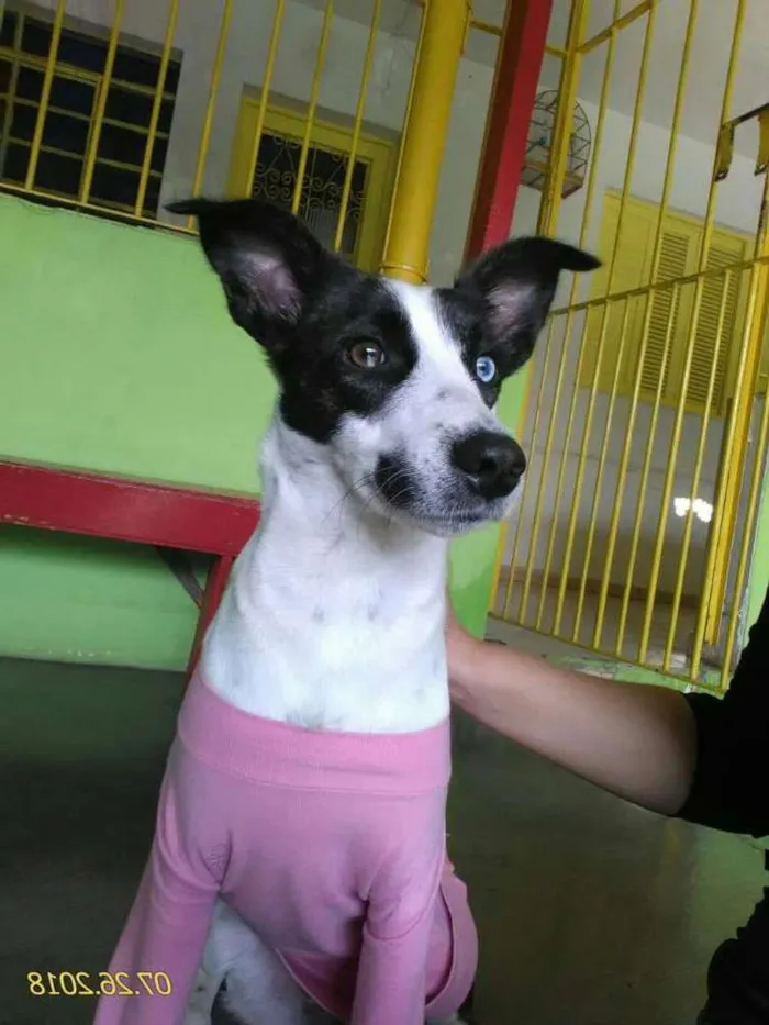 Cachorro ra a  idade 1 ano nome Baby 