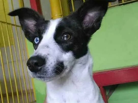 Cachorro ra a  idade 1 ano nome Baby 