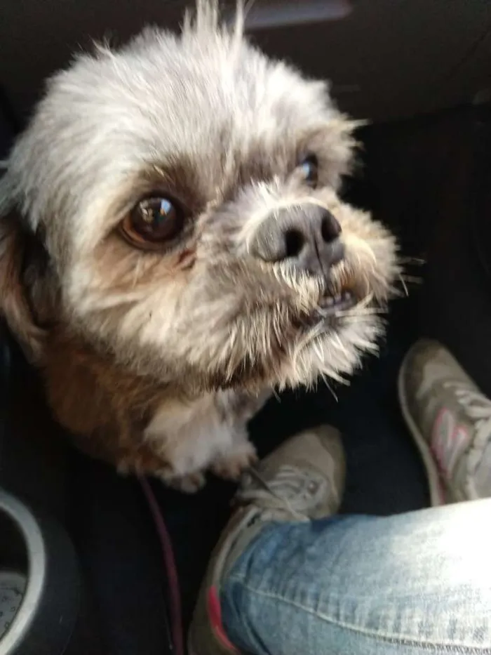 Cachorro ra a Shitzu idade 4 anos nome Zig