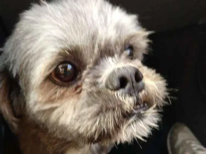 Cachorro ra a Shitzu idade 4 anos nome Zig