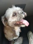 Zig