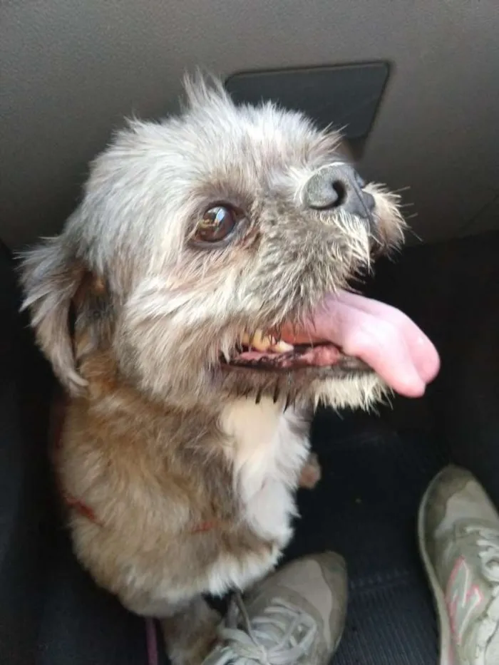 Cachorro ra a Shitzu idade 4 anos nome Zig