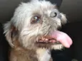 Zig