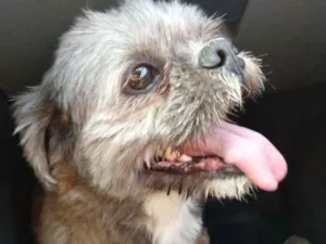 Cachorro raça Shitzu idade 4 anos nome Zig