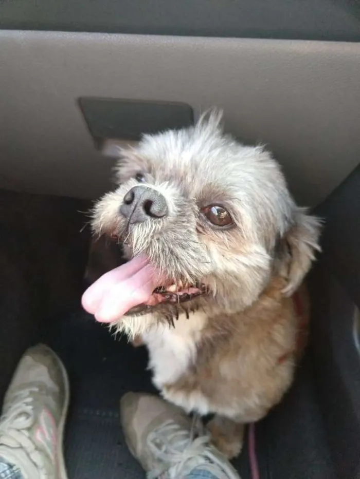 Cachorro ra a Shitzu idade 4 anos nome Zig