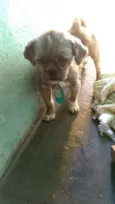 Zig