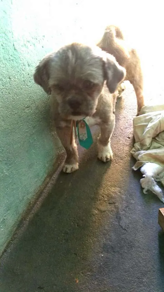 Cachorro ra a Shitzu idade 4 anos nome Zig