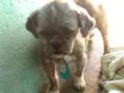 Zig