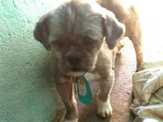 Cachorro ra a Shitzu idade 4 anos nome Zig