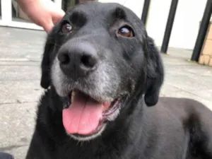 Cachorro raça Labrador idade 6 ou mais anos nome Guinness