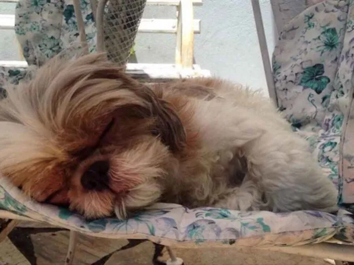 Cachorro ra a Shitzu  idade 6 ou mais anos nome Paçoca