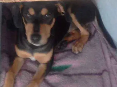 Cachorro raça Pastor alemão e outra raça  idade 7 a 11 meses nome Fox