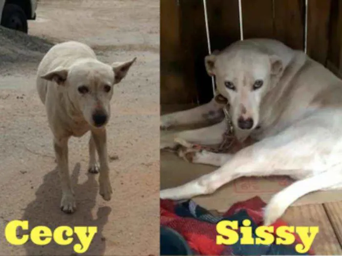 Cachorro ra a srd idade 3 anos nome Cecy e Sissy