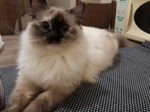 Gato raça Sem raça definida  idade 1 ano nome Luna