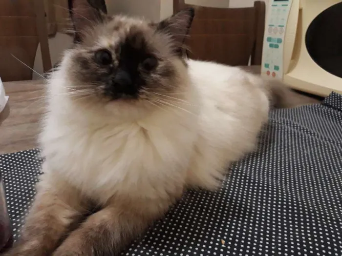 Gato ra a Sem raça definida  idade 1 ano nome Luna