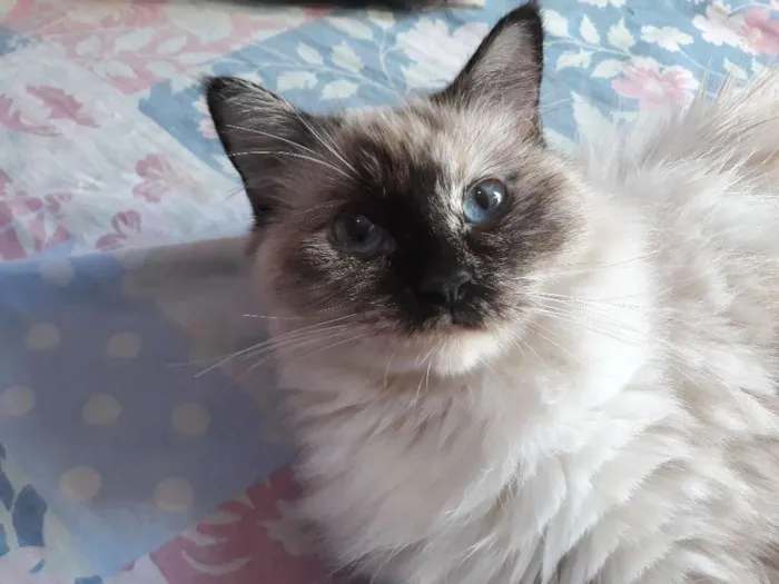 Gato ra a Sem raça definida  idade 1 ano nome Luna