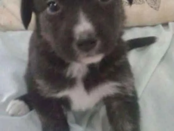 Cachorro ra a MISTURA idade Abaixo de 2 meses nome LILI