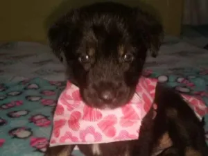 Cachorro raça Srd idade Abaixo de 2 meses nome Kika