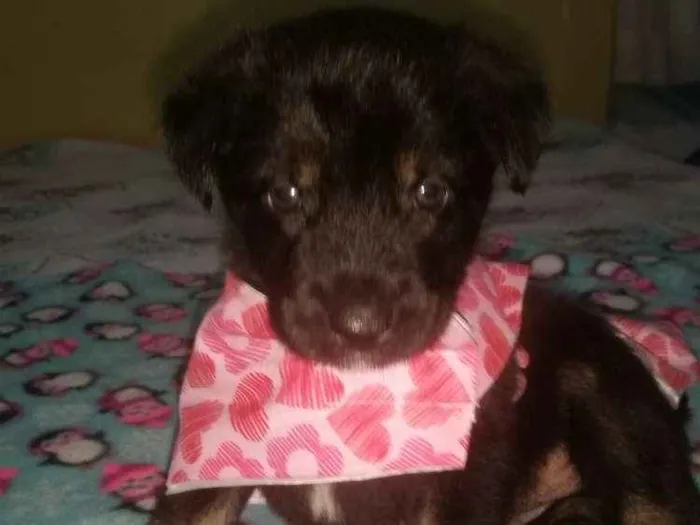 Cachorro ra a Srd idade Abaixo de 2 meses nome Kika