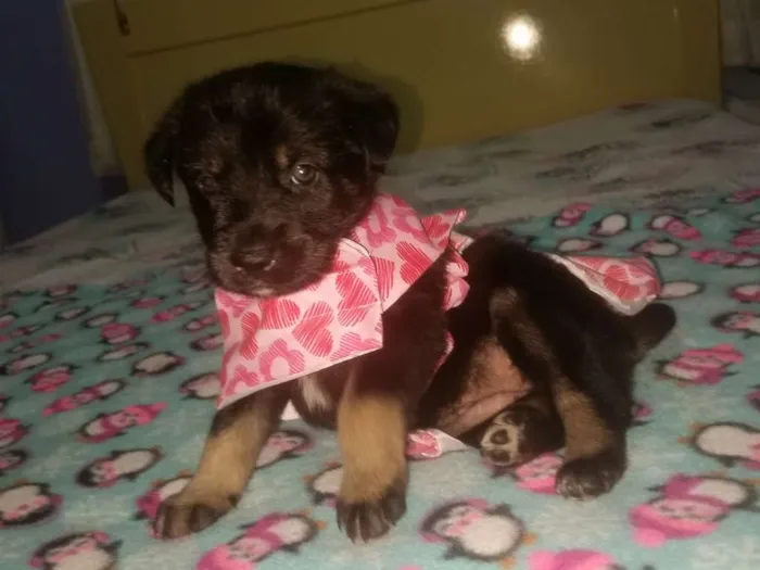 Cachorro ra a Srd idade Abaixo de 2 meses nome Kika