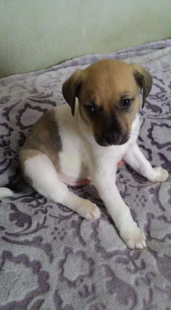 Cachorro ra a Srd idade Abaixo de 2 meses nome Baruk