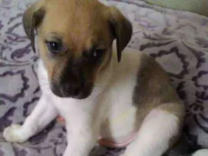 Cachorro raça Srd idade Abaixo de 2 meses nome Baruk
