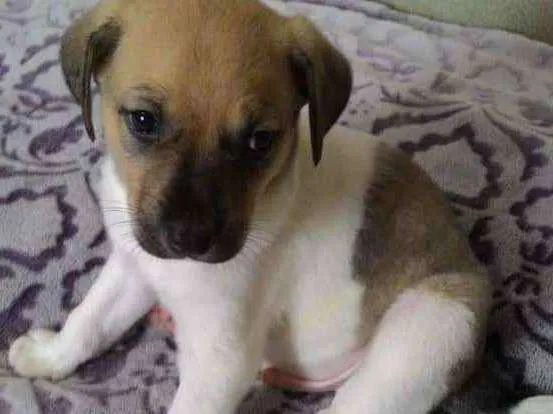 Cachorro ra a Srd idade Abaixo de 2 meses nome Baruk