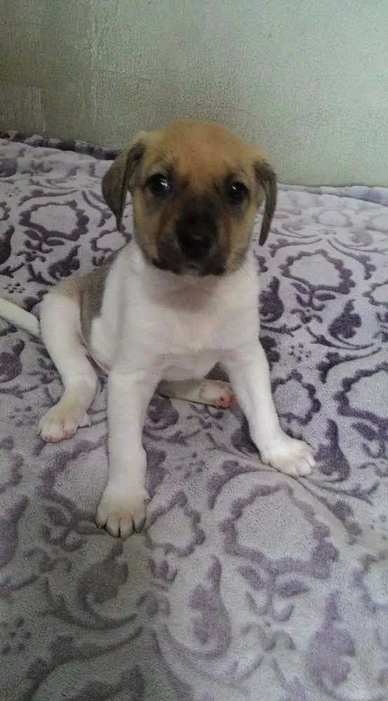 Cachorro ra a Srd idade Abaixo de 2 meses nome Baruk