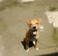 Pac
