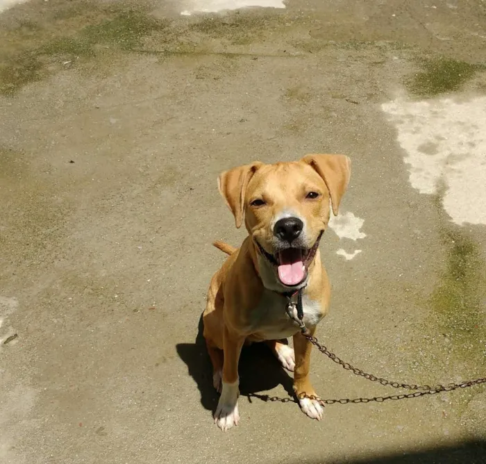 Cachorro raça Pitbull misturado  idade 1 ano nome Pac
