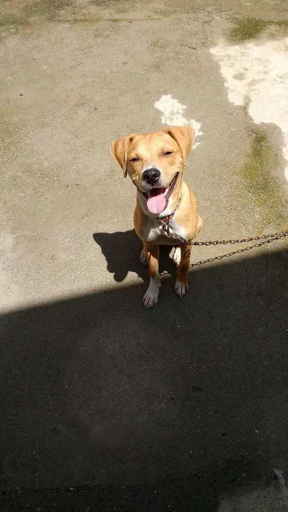 Cachorro raça Pitbull misturado  idade 1 ano nome Pac