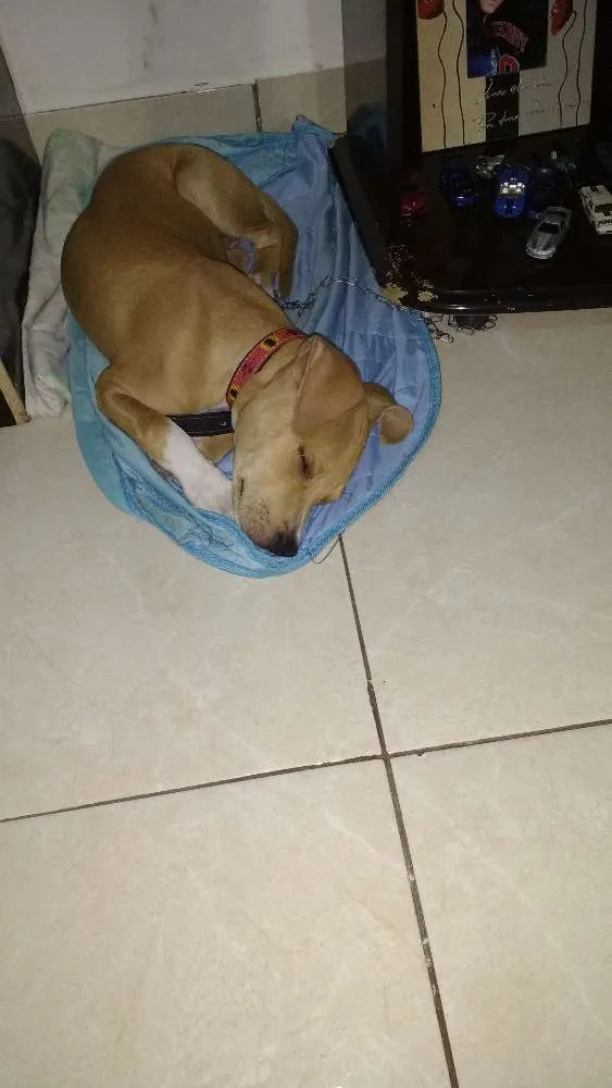 Cachorro raça Pitbull misturado  idade 1 ano nome Pac