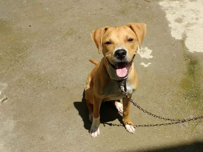 Cachorro raça Pitbull misturado  idade 1 ano nome Pac