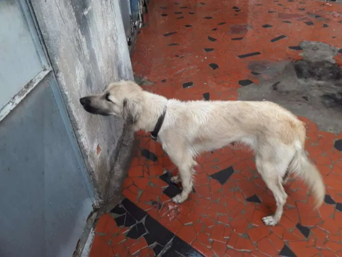 Cachorro ra a  idade 1 ano nome fatima