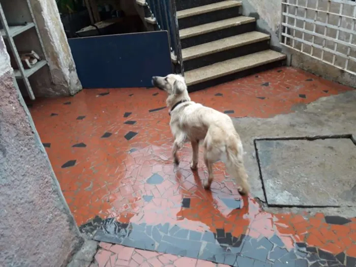 Cachorro ra a  idade 1 ano nome fatima