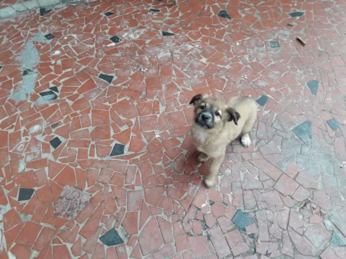 Cachorro ra a  idade 1 ano nome fatima